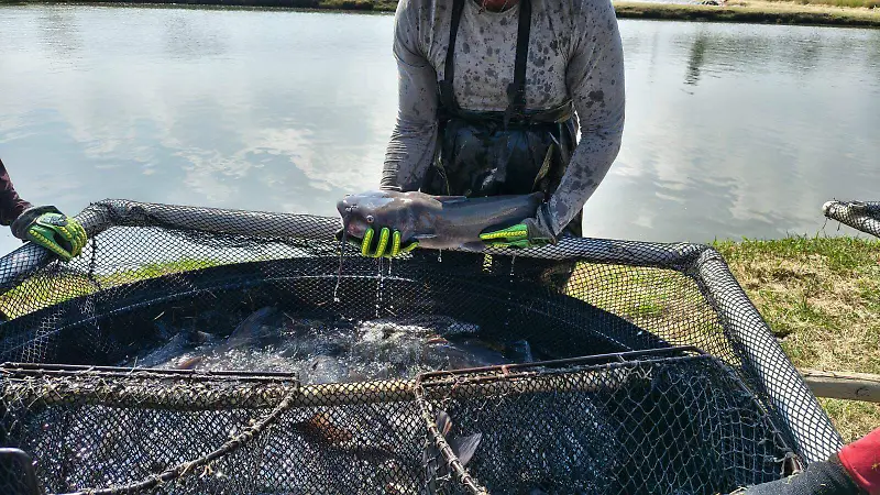 pesca (13).jpeg